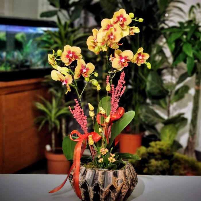 Sarý orkide Arajmaný