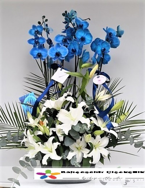 Mavi Orkide Arajmaný