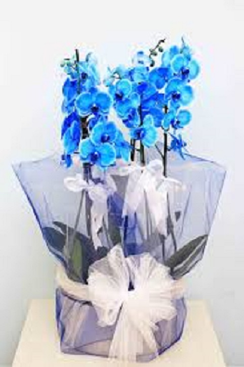 4 Daklı Mavi Orkide