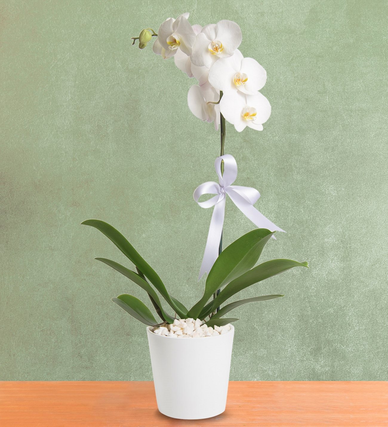 Phalaenopsis Orkide