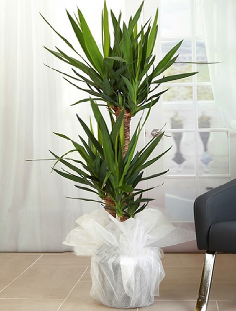 Yukka Bitki 120 cm.
