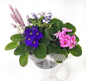 Mor Menek�e