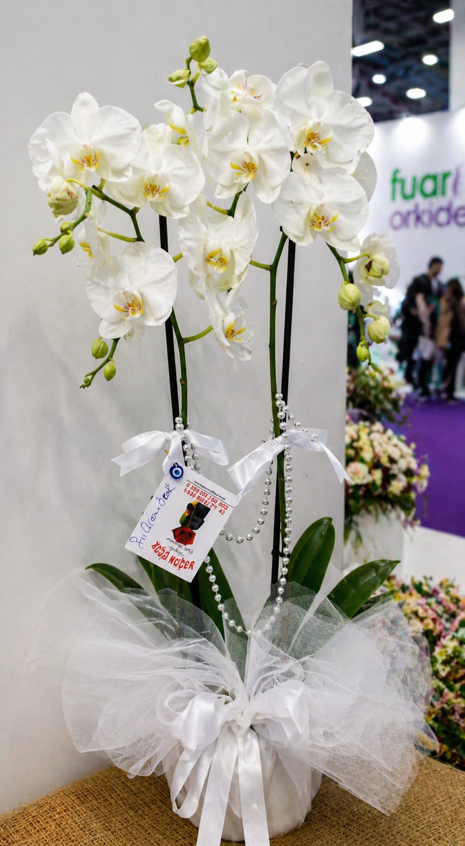 Phalaenopsis Orkide