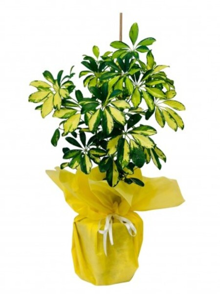 �eflera Bitkisi