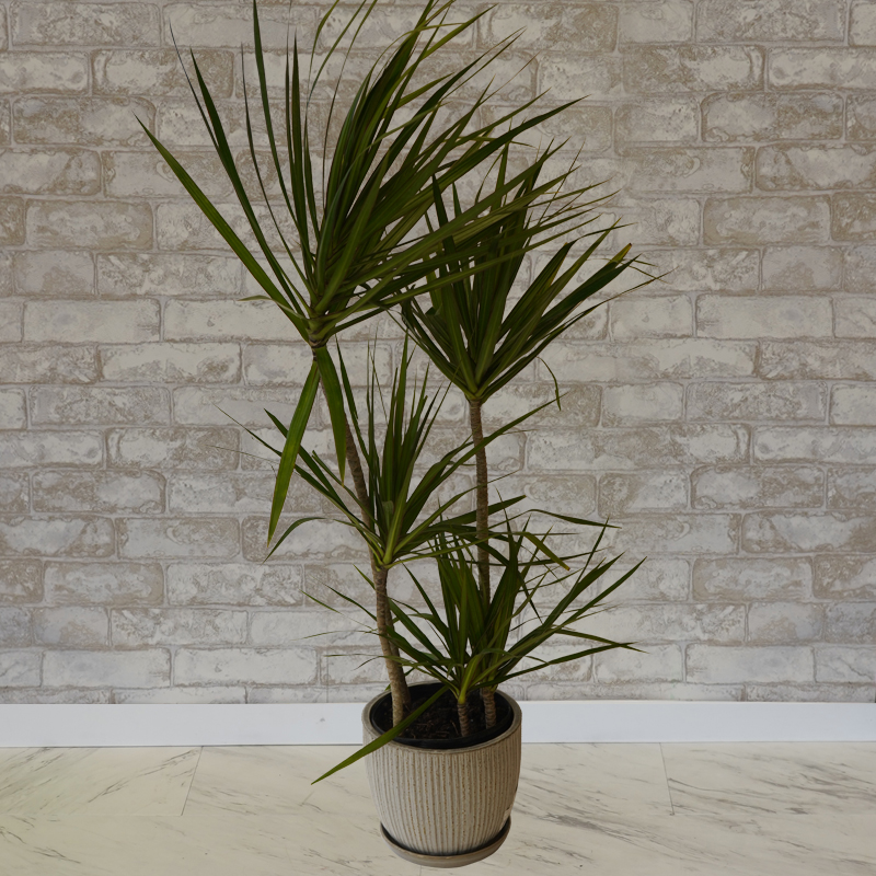 4.L� Margarita