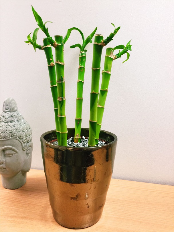 �ans Bambu