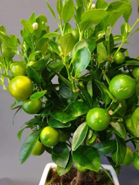 Limon �i�ek