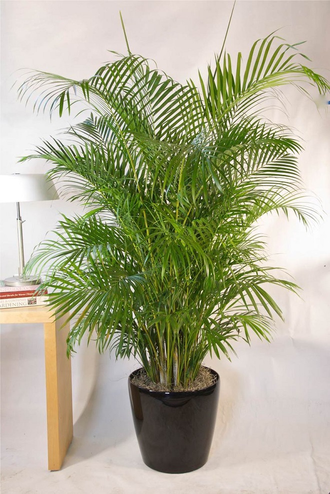 Areka 170 cm