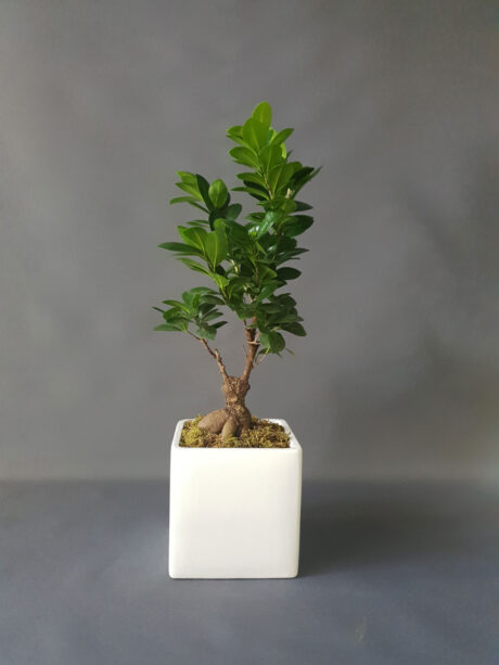 Saks� Bonzai Bitki