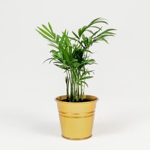 �amodor Areca