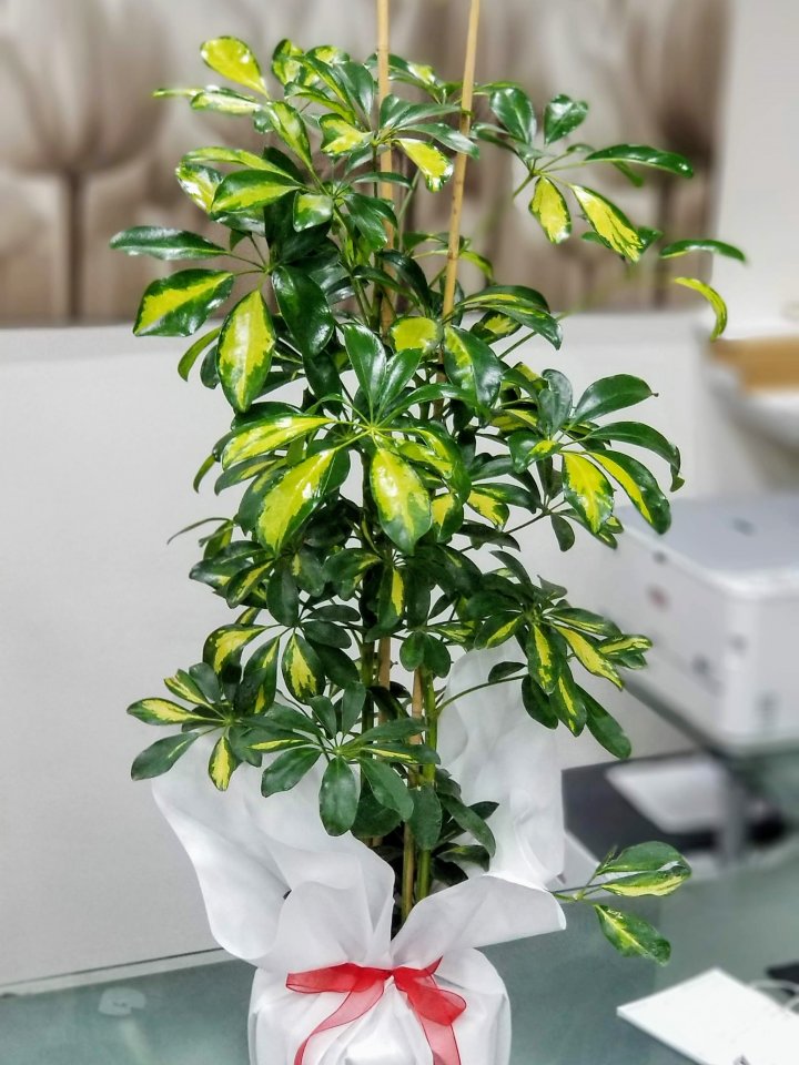 �eflera 100 cm.