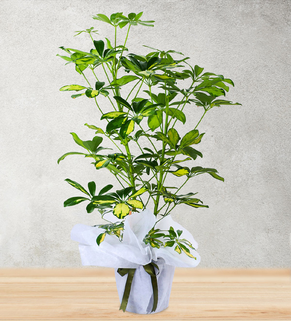�eflera 1 Metre.