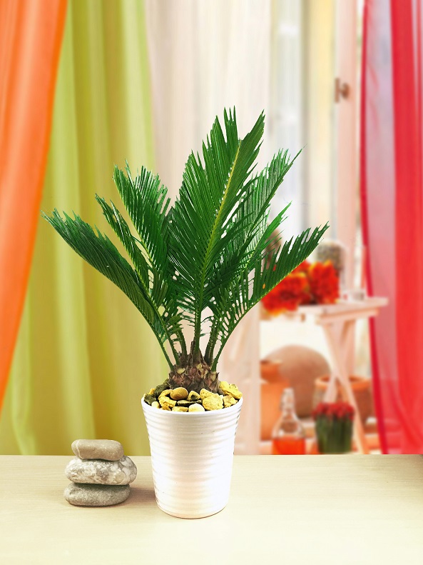 �ikas flora