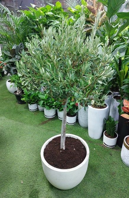Zeytin A�aci
